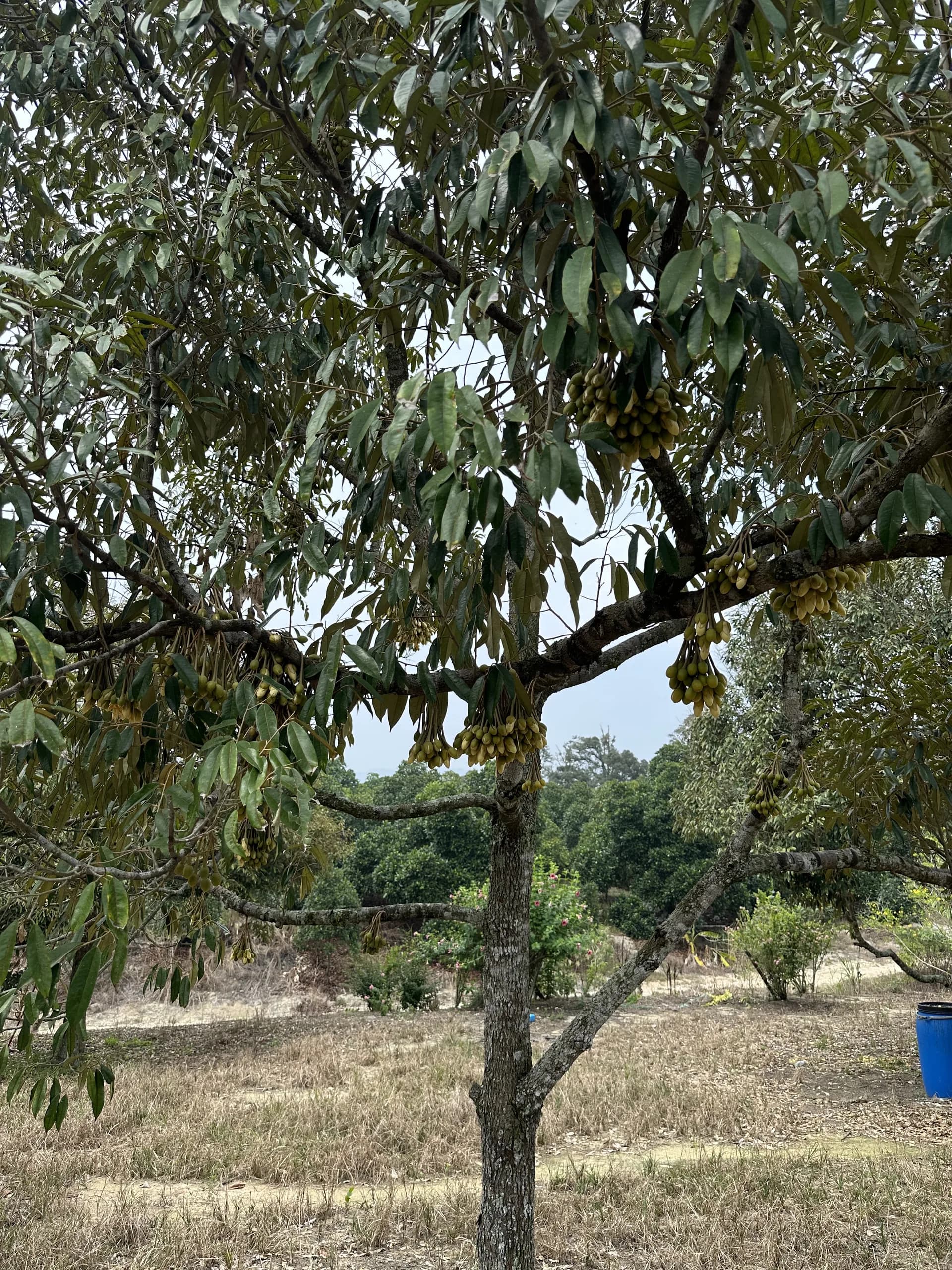 Dusun Durian Mantin