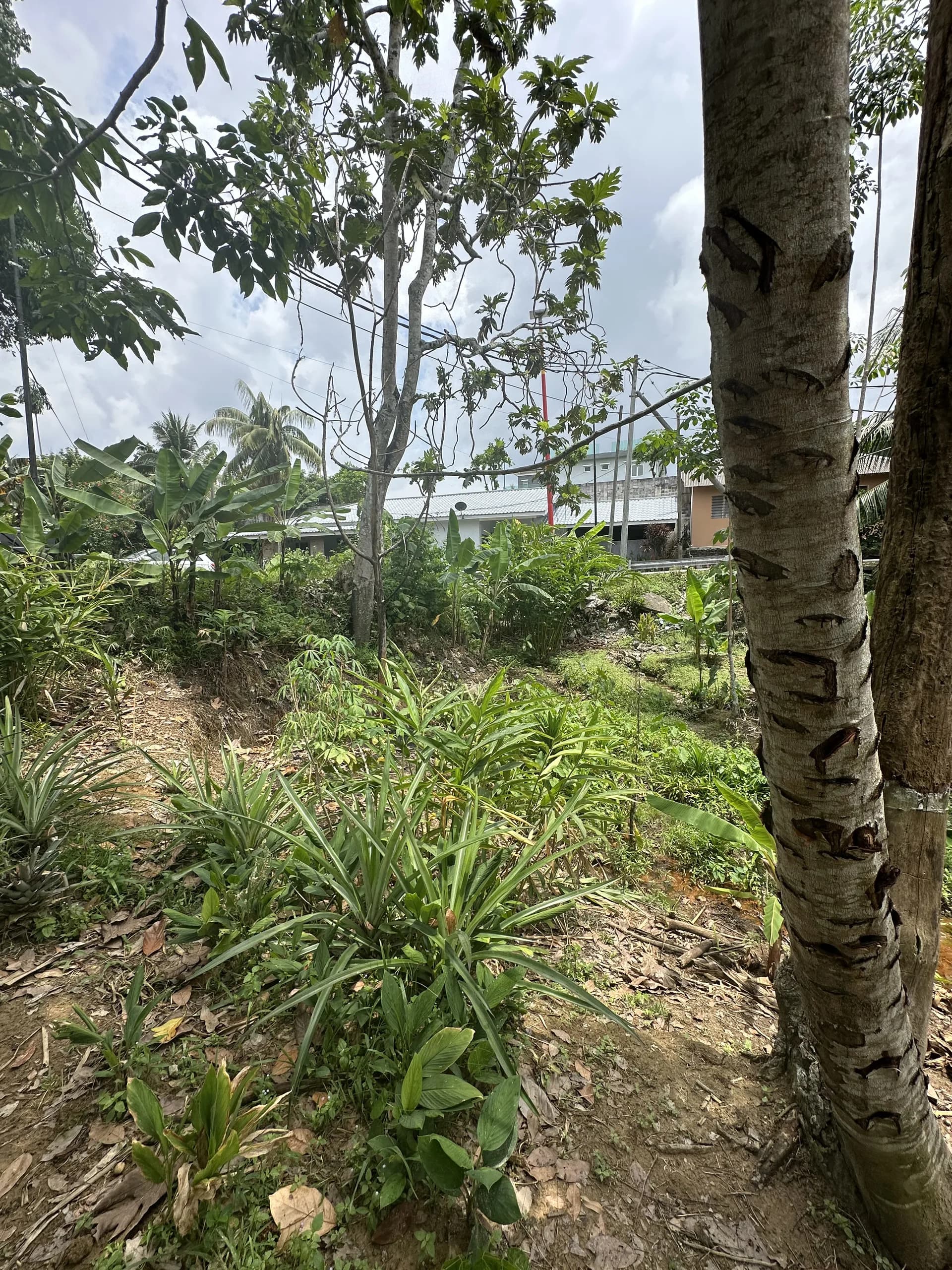 Tanah Elmina