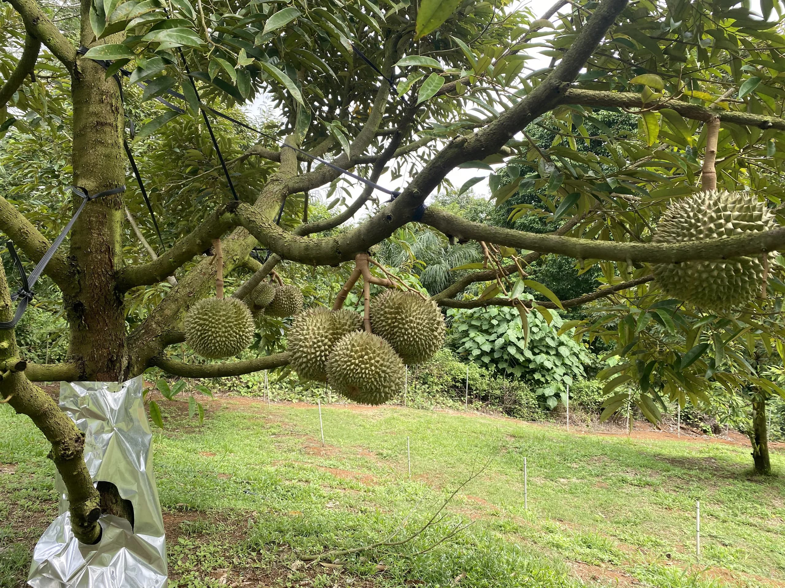 Tanah Johol