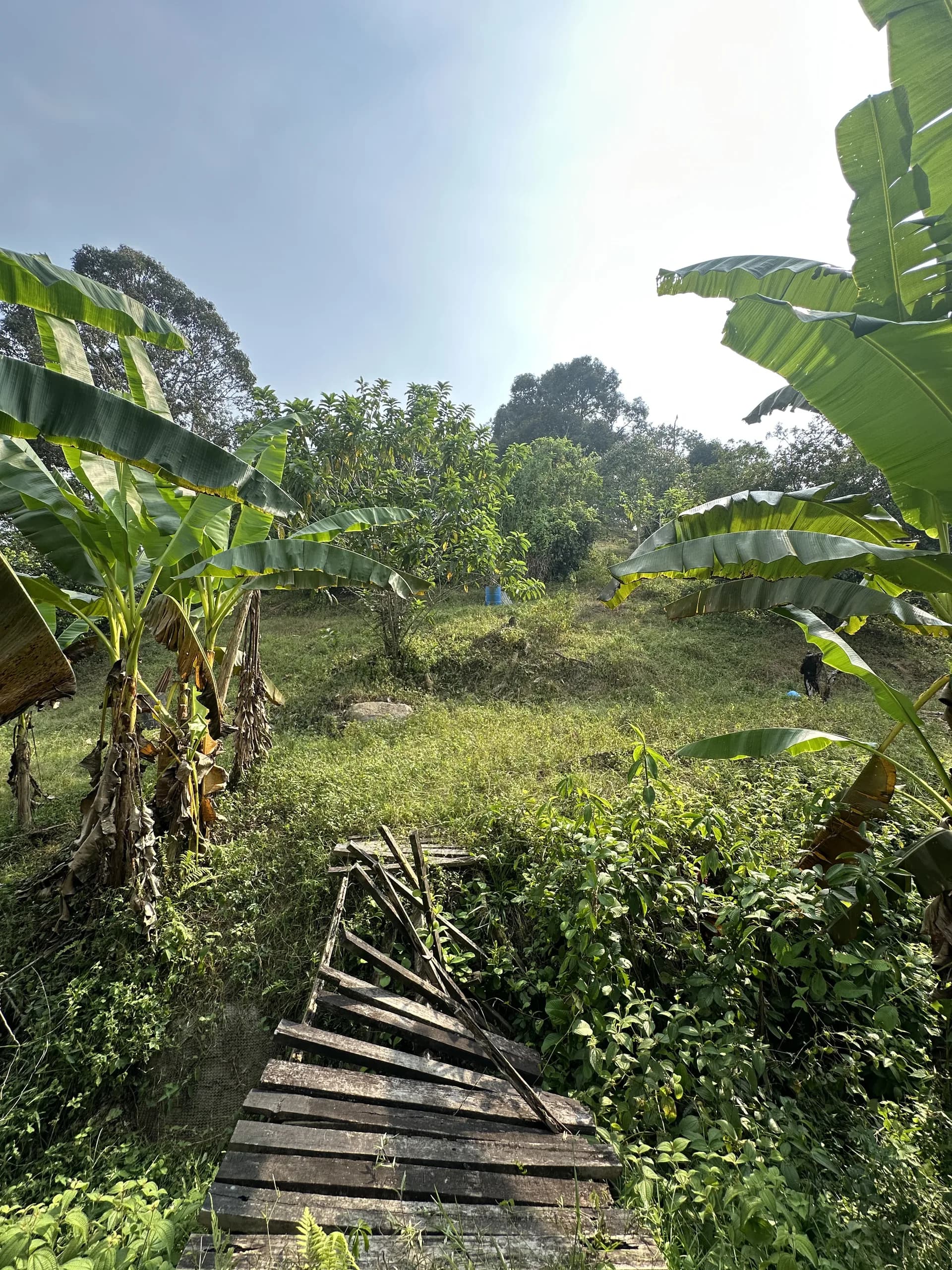 Ulu Triang Titi