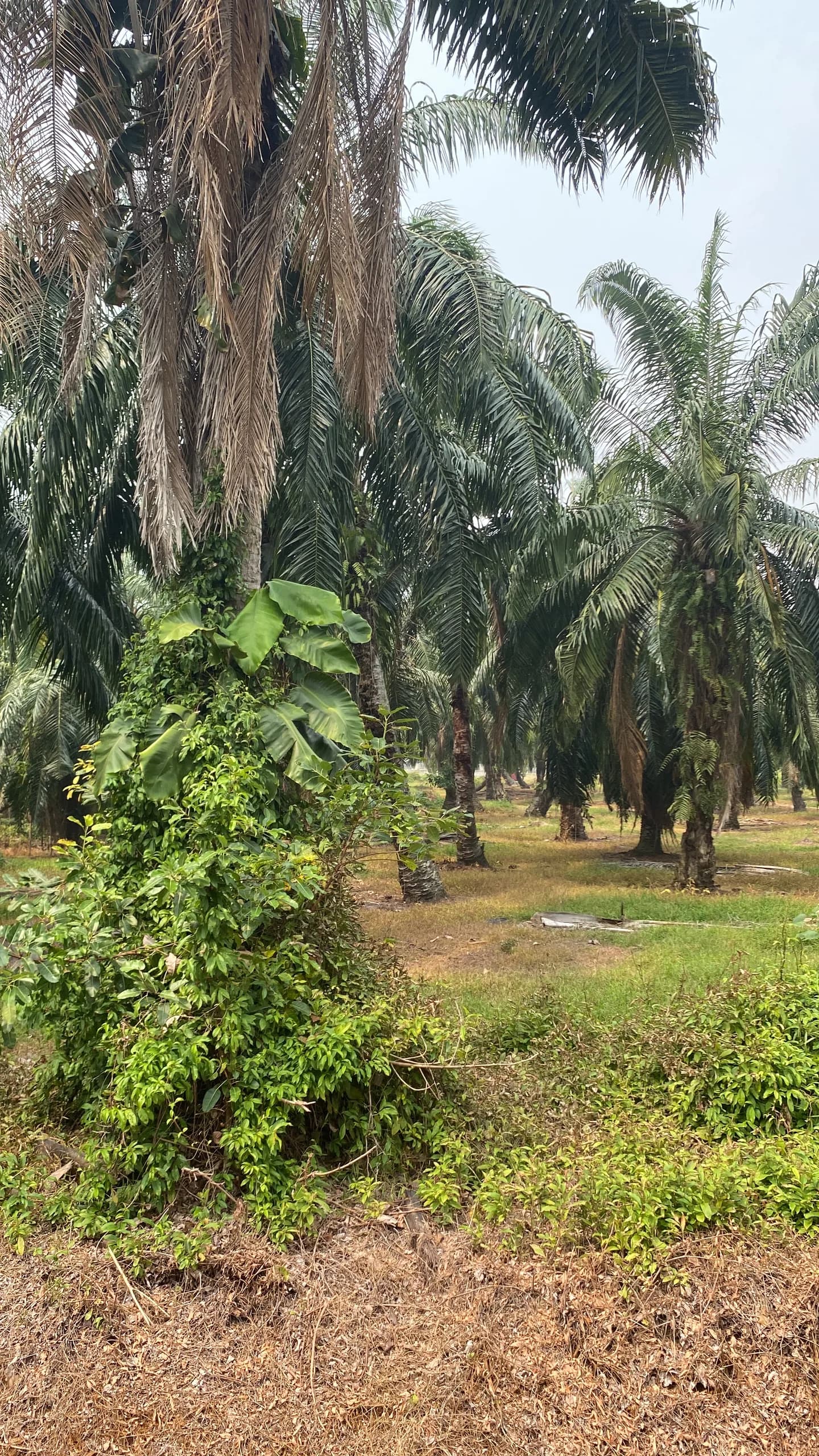 Tanah Sawit Sg Ingat Chodoi
