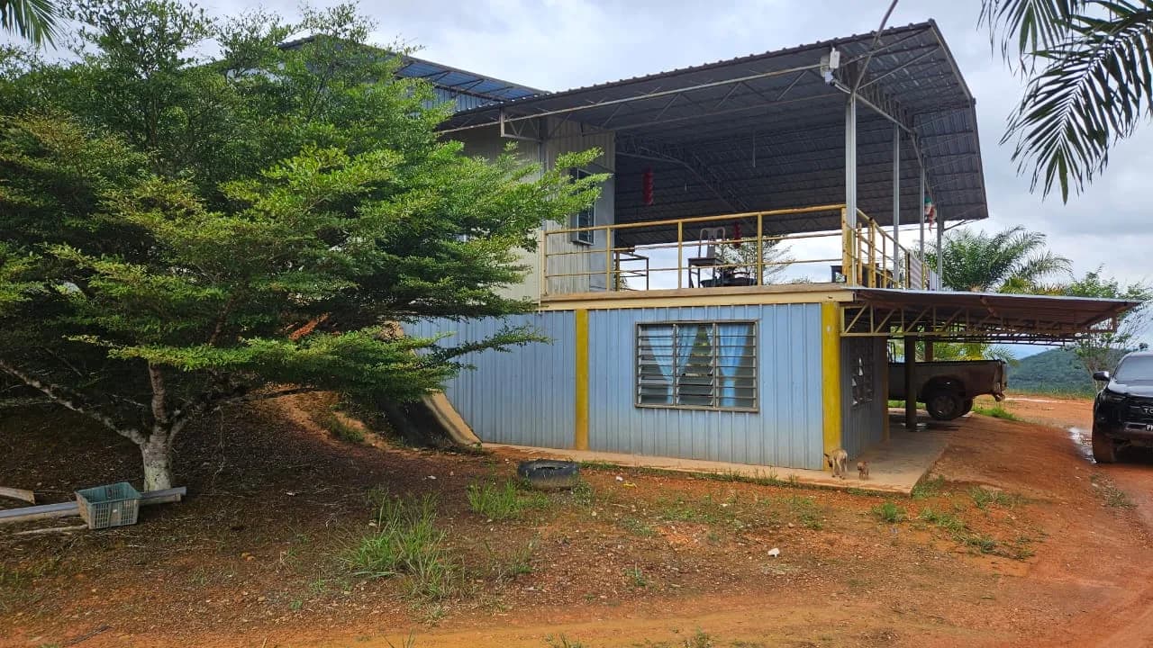 Gua Musang, Ladang Sawit & Syarikat