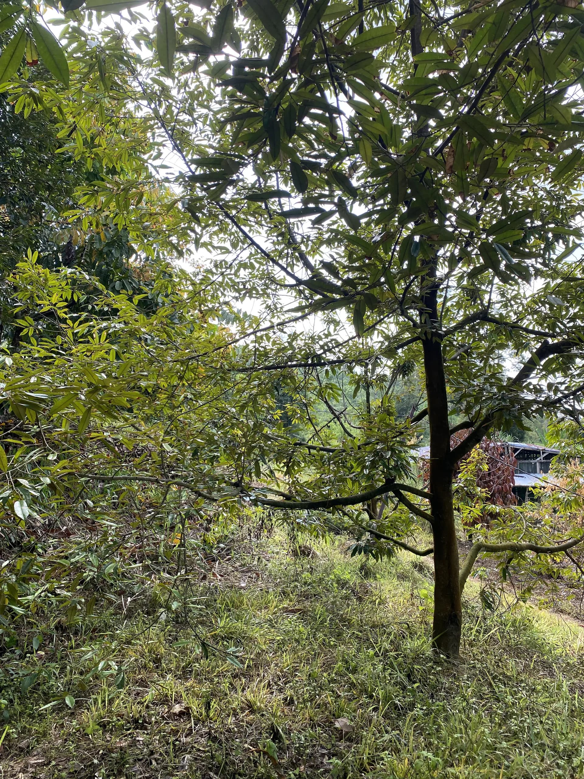 Tanah Kebun Jambu Rias, Karak