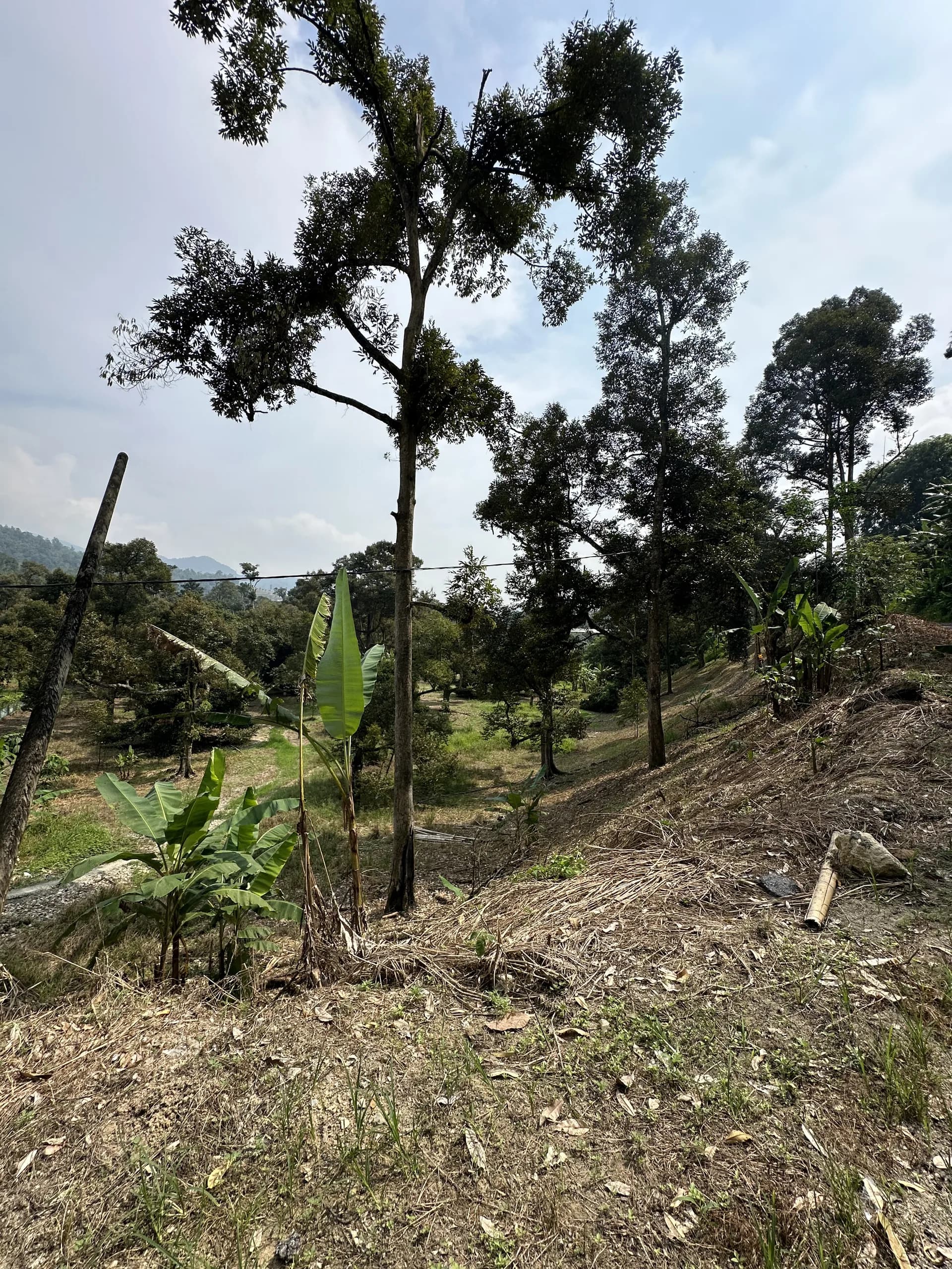 Tanah Bentong